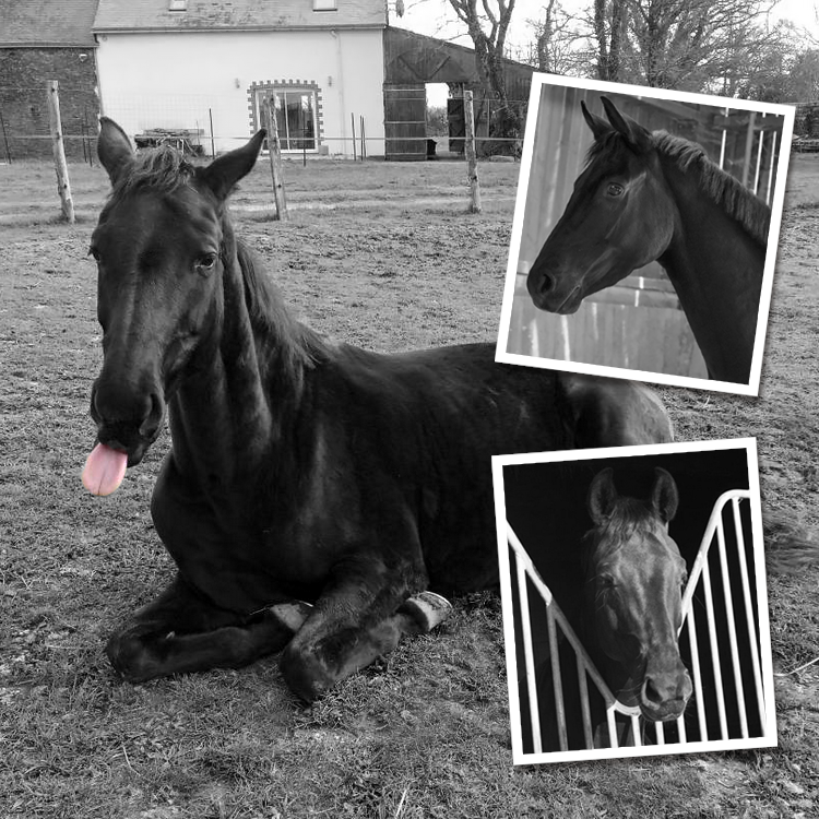 sally-marie-bufferne-jument-2 Sally - Jument de Marie Bufferne - cavalière handisport